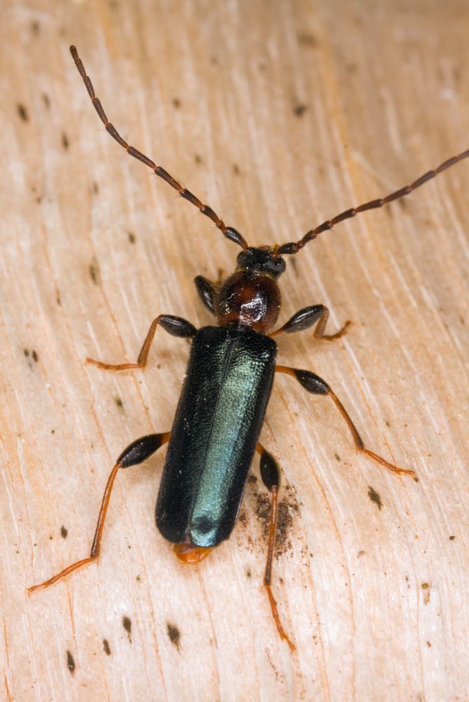 Wood borer CoC
